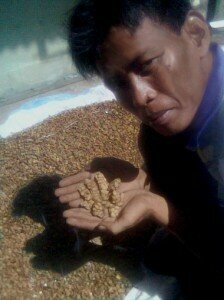 Indonesian farmer shows coffee beans already digested by Asian Palm Civet
